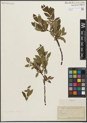 Foto von Salix planifolia Pursh